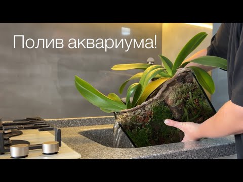 Видео: 2 месяца БЕЗ полива😱Полезности для орхидей. Ньюансы полива ЗС. Phal. Дикий кот чудит с корнями🤷‍♀️