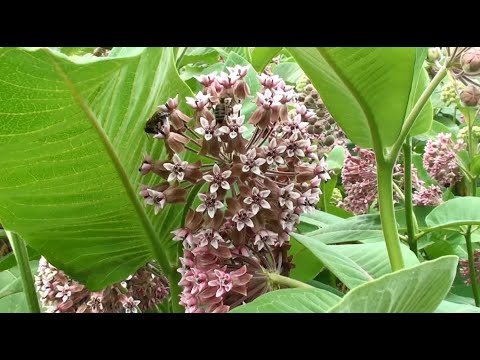 Видео: Бессмертный медонос ваточник.