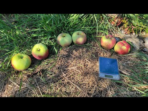 Видео: Невідомі сорти яблук в моєму саду