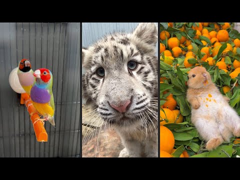 Видео: Cute and funny ANIMALS.🐯 And Some Just Interesting Moments.🐷Videos🔶 Сompilation # 9🔶