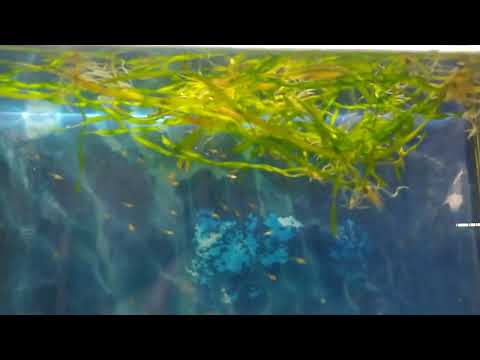 Видео: Целый аквариум с мальками или как заставить гуппи рожать! Супер способ.