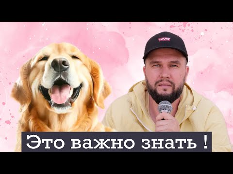 Видео: Питомниковый кашель у собак