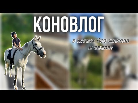 Видео: КОНОВЛОГ: в полях без седла и уздечки 💚