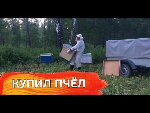 Видео: Купил пчёл с приданым и привез на лесную пасеку