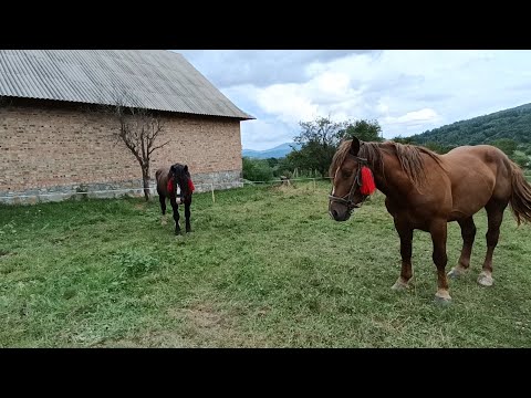 Видео: Жеребець Граф син Обами💪🏻моцні лісові коні 💵можливий продаж 💲
