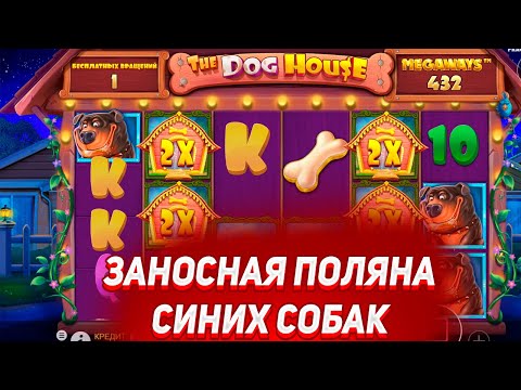 Видео: РЕКОРДНЫЙ ЗАНОС В THE DOG HOUSE MEGAWAYS ПОЛЯНА СИНИХ СОБАК НА 4 МИЛЛИОНА / ЗАНОСЫ НЕДЕЛИ