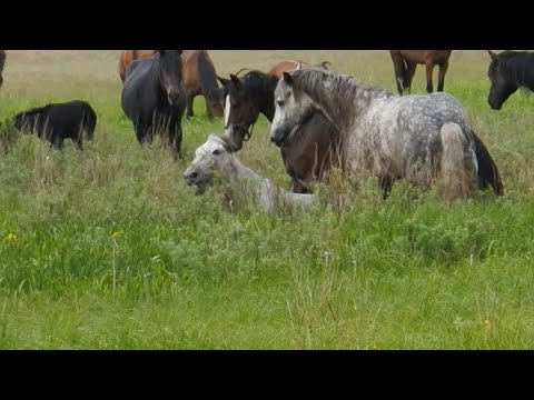 Видео: Случай в Табуне. An incident in a herd of horses.