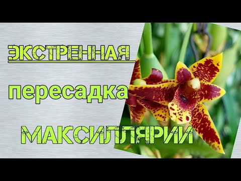 Видео: Максиллярия.
Экстренная пересадка.