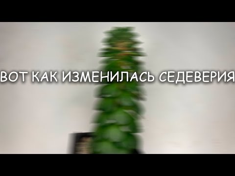 Видео: как изменилась седеверия летиция