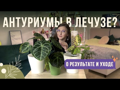 Видео: АНТУРИУМы в лечузе? Пересадка, удобрение и результат