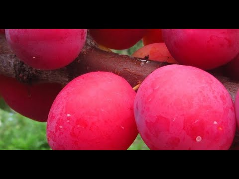 Видео: КАК СДЕЛАТЬ УЗКУЮ И УРОЖАЙНУЮ КРОНУ НА СЛИВЕ И АЛЫЧЕ.