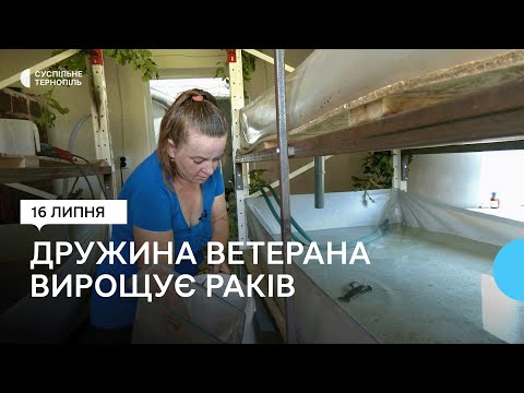 Видео: Дружина ветерана та багатодітна мати започаткувала бізнес із вирощення раків