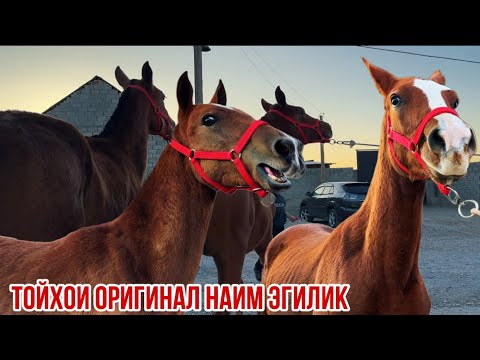 Видео: Тойя чононаш бромад успет кунед 30 октября 2025 г.