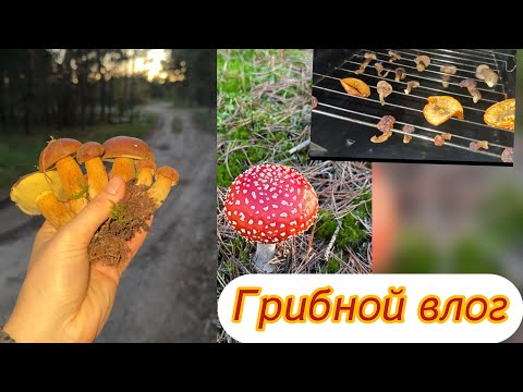 Видео: Vlog:За грибами. Маринуем и сушим 🍄‍🟫
