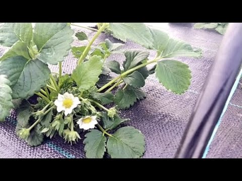 Видео: БОРЕМСЯ С ХЛОРОЗОМ НА КЛУБНИКЕ  Крепление на тоннелях