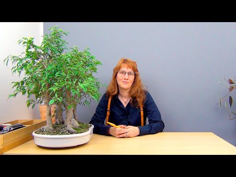 Видео: Бонсай Лес из фикусов Бенджамина (ч.6).