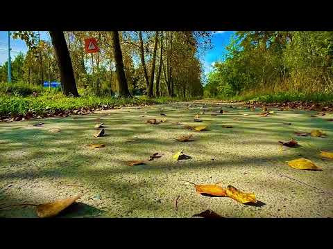 Видео: Начало осени, в городском лесочке 🌿🌱🌳🌲🍂🍁Асбест, Средний Урал