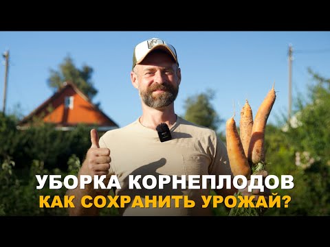 Видео: СВЕКЛА И МОРКОВЬ БУДУТ ХРАНИТЬСЯ ДО НОВОГО УРОЖАЯ. Сроки уборки корнеплодов и их хранение.