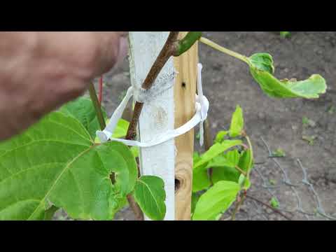 Видео: Актинідія: формування дворічних ліан