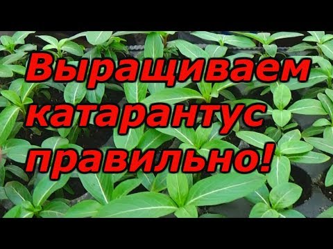 Видео: Катарантус - рассаде 2 месяца после посева, что делать?