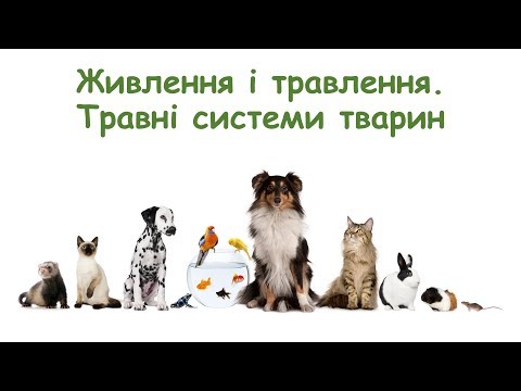 Видео: Живлення і травлення. Різноманітність травних систем тварин