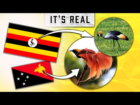 Видео: Я показал реальность внутри флагов 🦅