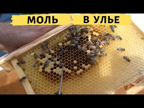 Видео: Как бороться с восковой молью? | Cекреты пчеловодcтва