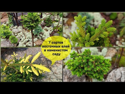 Видео: Семь сортов восточных елей в каменистом саду.