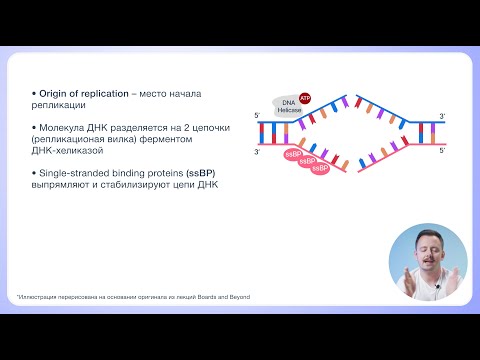 Видео: Репликация ДНК | SYNAPSE