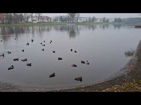 Видео: ЩучинОзероНоябрь2025