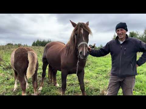 Видео: 🌲Чудові коні у Космачі🌲лошата на продаж (є ціна) 0967474220 Дужак Іван