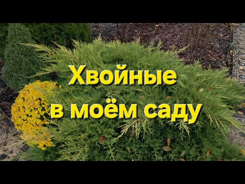 Видео: Вечнозелёные красавцы и красавицы)