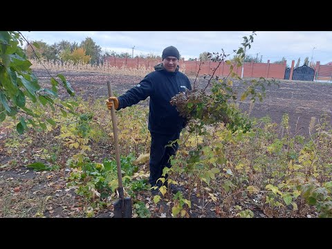 Видео: Осенние посадки. Высадили всё.