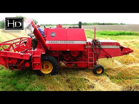 Видео: УБОРКА пшеницы ☆ MASEEY-FERGUSON 186 (58 л.с.)