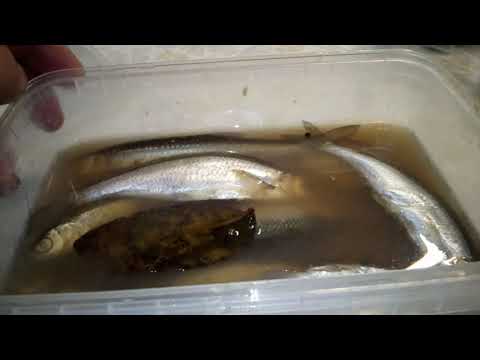 Видео: Рецепт верховодки - уклейки пряного посола. Не хуже магазинной кильки.