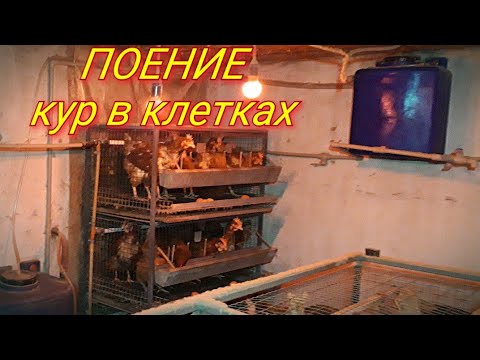 Видео: Система ПОЕНИЯ в курятнике, при клеточном содержании!