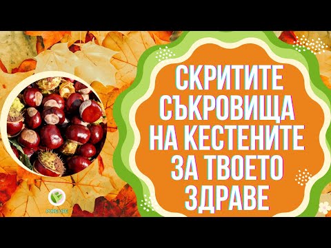 Видео: 🌰🌞🌰СКРИТИТЕ СЪКРОВИЩА НА КЕСТЕНИТЕ ЗА ТВОЕТО ЗДРАВЕ