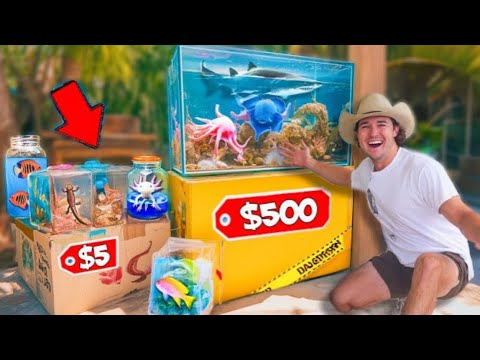 Видео: 5$ VS 500$ СЕКРЕТНЫЕ КОРОБКИ С ЖИВЫМИ МОРСКИМИ СУЩЕСТВАМИ
