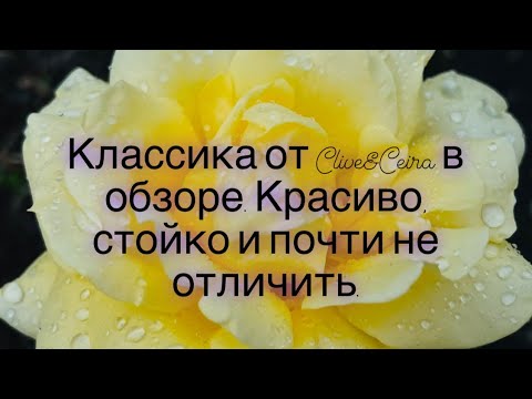 Видео: Шанель, Армани и Куркуджан в исполнении турецкого бренда Clive&Keira. #ароматыклоны #clive #parfum