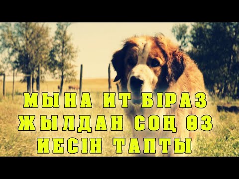 Видео: МЫНА ИТ БІРАЗ ЖЫЛДАН КЕЙІН ҚАЙРАДАН ӨЗ ИЕСІН ТАПТЫ | ИТ ӨЗ ИЕСІНЕ ҚАУЫШТЫ | Собачья жизнь 2017 фильм
