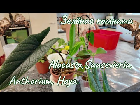 Видео: Растения, приобретённые в садовых центрах. Пикирующие бабочки.