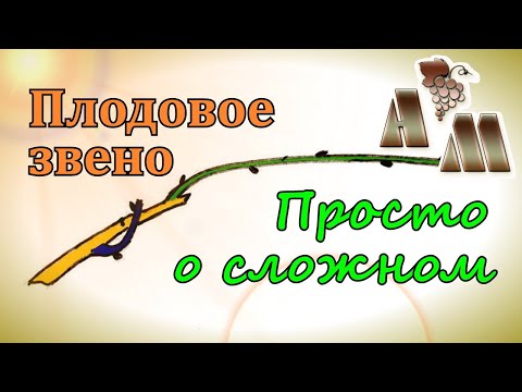 Видео: 🍇 Плодовое звено. Просто о сложном