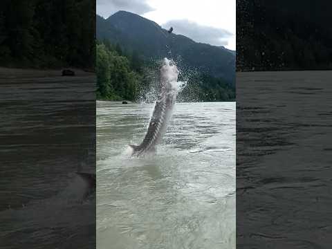 Видео: Легендарная рыба - Калуга. Хищная Рыба, которая живет дольше, чем люди #shorts