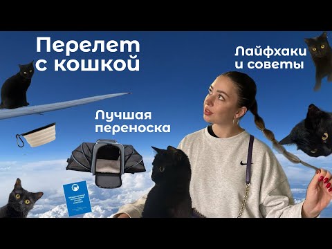 Видео: ПЕРЕЛЕТ С КОШКОЙ🐈‍⬛|Как подготовиться?|Что взять с собой для комфортного полёта? ✈️