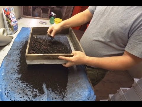 Видео: Зима, пора экспериментов.  Разведение червей.