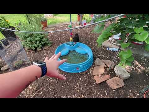 Видео: Больше 32 градусов? Лучше сделайте это! — Идеи, как уберечь кур на заднем дворе от жары этим жарк...