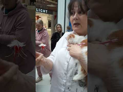 Видео: Выставка кошек Топ Кэт