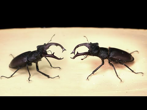 Видео: ЧТО БУДЕТ ЕСЛИ ДВА ЖУКА ОЛЕНЯ УВИДЯТ ДРУГ ДРУГА? ЗВЕРСКАЯ БИТВА ЖУКОВ РОГАЧЕЙ ЗА САМКУ!