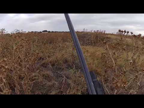 Видео: Охота на куропатку