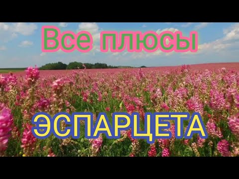 Видео: ЭСПАРЦЕТ как МЕДОНОС, СИДЕРАТ, КОРМ ДЛЯ ЖИВОТНЫХ. Доступные медоносы. АРТУРА&ПАСЕКА.